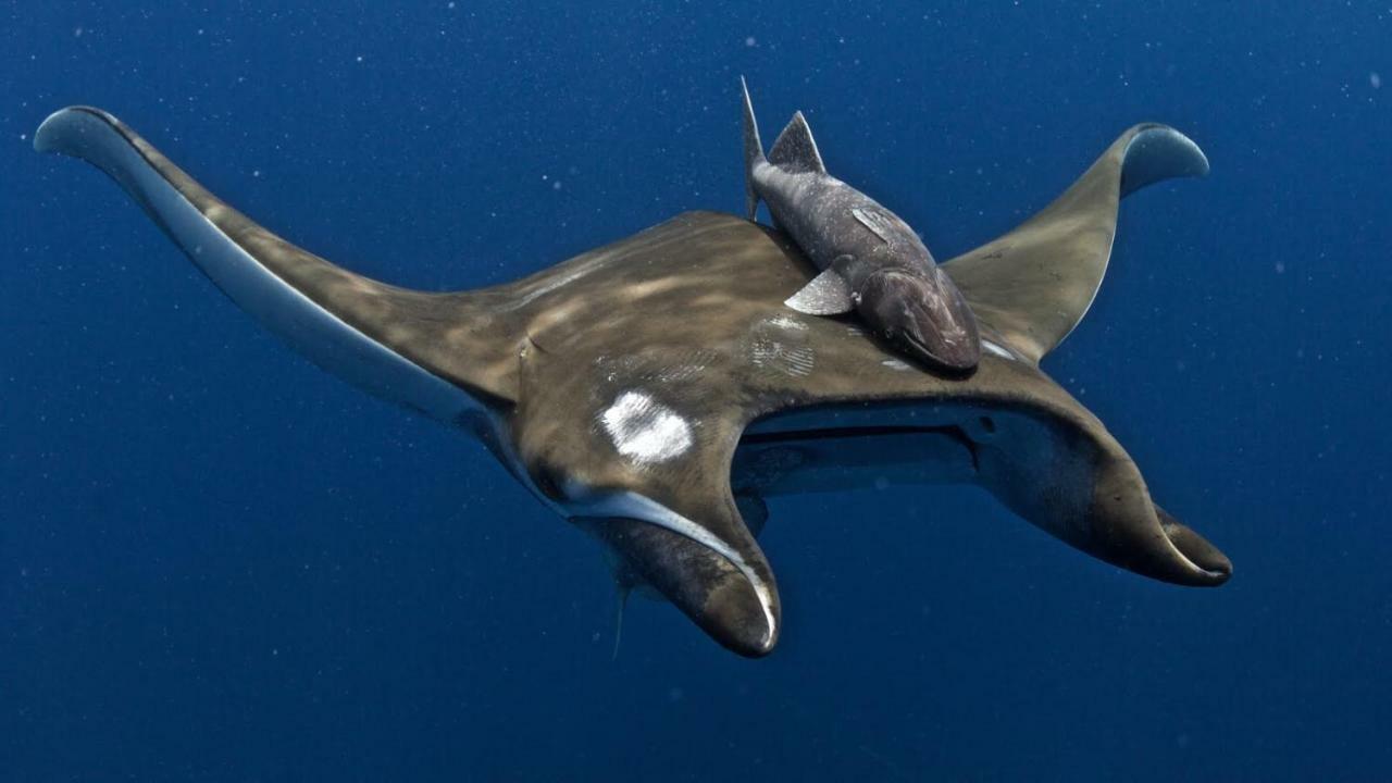 V4 Leilighet Horta  Eksteriør bilde